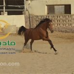 خرید اسب و فروش اسب_کاتبه