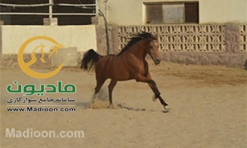 خرید اسب و فروش اسب_کاتبه