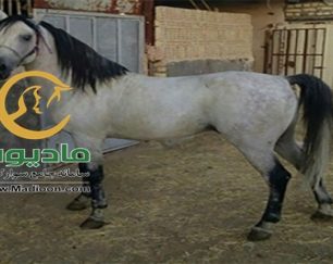 خرید اسب و فروش اسب_کرد خالص
