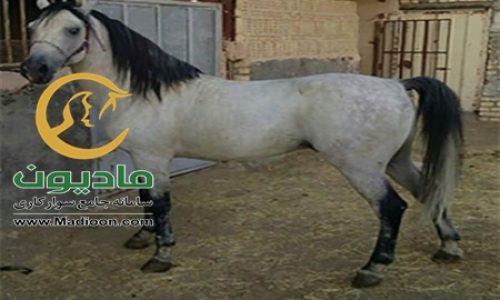 خرید اسب و فروش اسب_کرد خالص