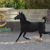 خرید اسب و فروش اسب_کرشمه