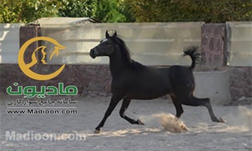 خرید اسب و فروش اسب_کرشمه