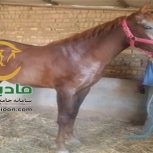 خرید اسب و فروش اسب_کره مادیون عرب