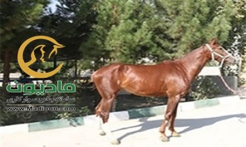 خرید اسب و فروش اسب_کره مادیون