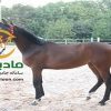 خرید اسب و فروش اسب_کره مادیون