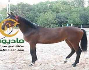 خرید اسب و فروش اسب_کره مادیون