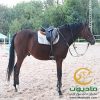 خرید اسب و فروش اسب_کره نریان