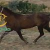 خرید اسب و فروش اسب_کره نریان