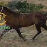 خرید اسب و فروش اسب_کره نریان