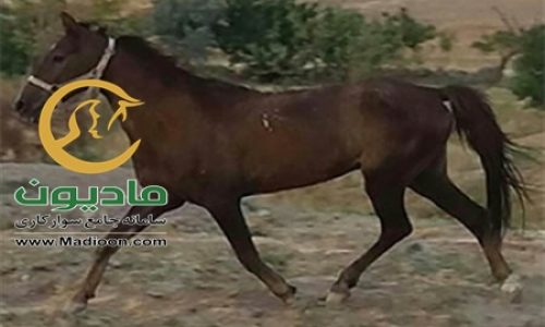 خرید اسب و فروش اسب_کره نریان