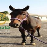 خرید اسب و فروش اسب_کولوکالت