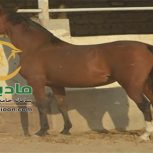 خرید اسب و فروش اسب_کیمیا ماهان