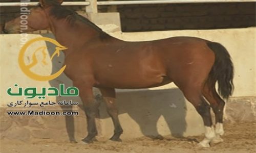 خرید اسب و فروش اسب_کیمیا ماهان