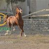 خرید اسب و فروش اسب_گرگین