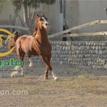 خرید اسب و فروش اسب_گرگین