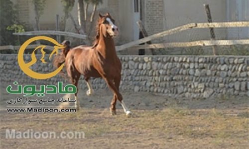خرید اسب و فروش اسب_گرگین