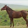 خرید اسب و فروش اسب_گل اندام