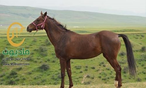 خرید اسب و فروش اسب_گل اندام