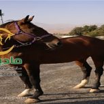 خرید اسب و فروش اسب_گلوریا