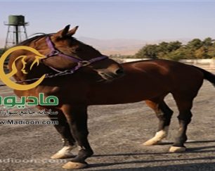 خرید اسب و فروش اسب_گلوریا