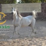 خرید اسب و فروش اسب_گلیتا موسوی