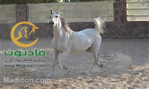 خرید اسب و فروش اسب_گلیتا موسوی