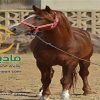 خرید اسب و فروش اسب_گمران