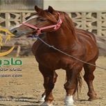 خرید اسب و فروش اسب_گمران