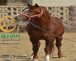 خرید اسب و فروش اسب_گمران