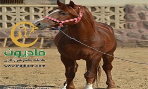 خرید اسب و فروش اسب_گمران