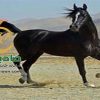 خرید اسب و فروش اسب_گودرز ستوده نیا