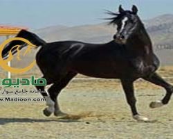 خرید اسب و فروش اسب_گودرز ستوده نیا