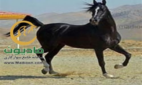 خرید اسب و فروش اسب_گودرز ستوده نیا