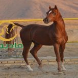 خرید اسب و فروش اسب_یابر ستوده نیا