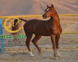 خرید اسب و فروش اسب_یابر ستوده نیا