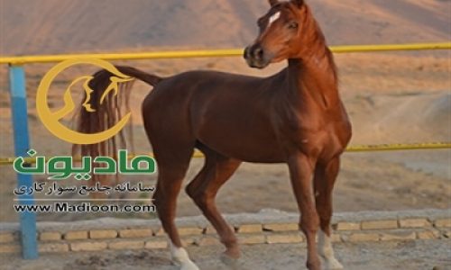 خرید اسب و فروش اسب_یابر ستوده نیا