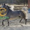خرید اسب و فروش اسب_یاور ستوده نیا