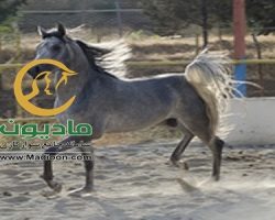 خرید اسب و فروش اسب_یاور ستوده نیا