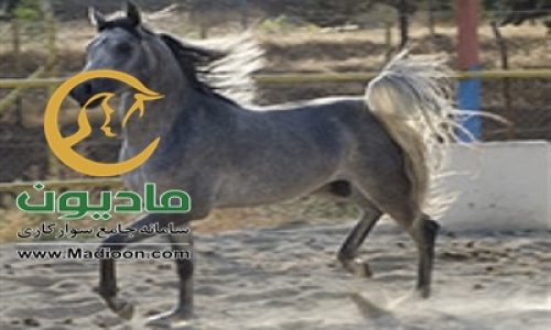خرید اسب و فروش اسب_یاور ستوده نیا