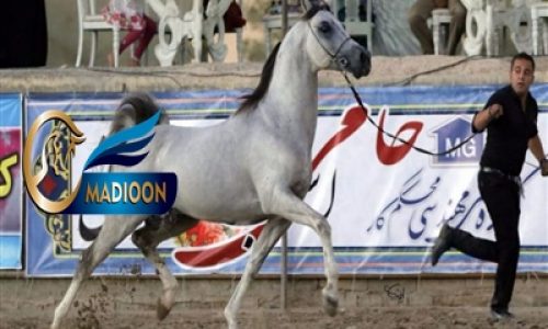 خرید اسب و فروش اسب_گردان بنوار