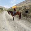 خرید اسب و فروش اسب_قرمزی