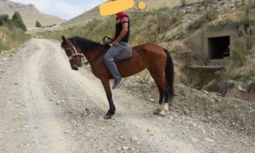 خرید اسب و فروش اسب_قرمزی