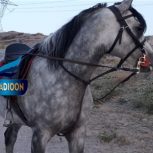 خرید اسب و فروش اسب_ساواش