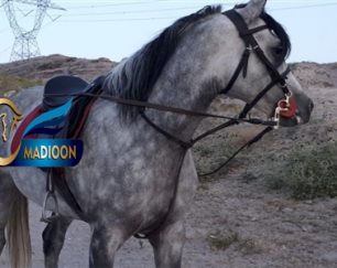 خرید اسب و فروش اسب_ساواش