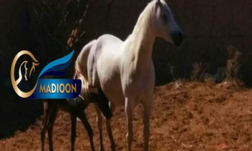خرید اسب و فروش اسب_ارابل