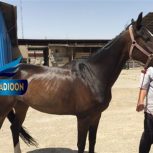 خرید اسب و فروش اسب_مارال