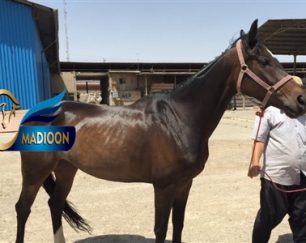 خرید اسب و فروش اسب_مارال