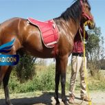 خرید اسب و فروش اسب_تیزپا