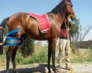 خرید اسب و فروش اسب_تیزپا
