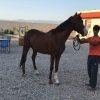 خرید اسب و فروش اسب_شاهپسر